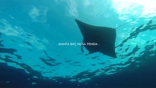 Manta Dive. Nusa Penida